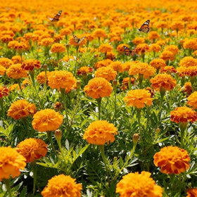 BuggyBeds easy direct sow seeds are beginner-friendly for reliable blooms.