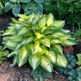 BuggyBeds border design idea image demonstrates plant structure for edging