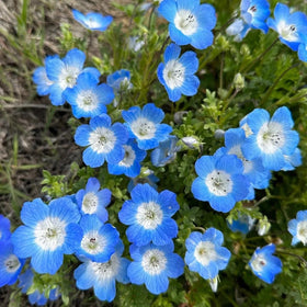 BuggyBeds Nemophila Baby Blue Eyes creates deer-resistant border color in landscapes.