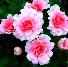 BuggyBeds mixed geraniums provide decorative border accents and mass plantings