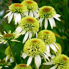BuggyBeds border meadow plant adds color with low maintenance.