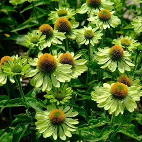BuggyBeds versatile planting for borders and mixed perennial beds