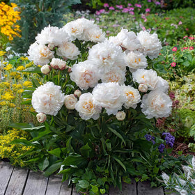 BuggyBeds border-planting-idea shows fragrant accents along walkways.