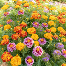 BuggyBeds bright yellow and orange mix boosts summer color in beds.