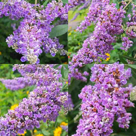 BuggyBeds Buddleja seeds suited for borders and hedges