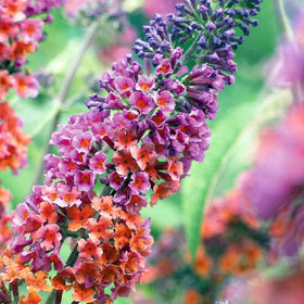 BuggyBeds Buddleja seeds with fragrant blooms in the garden