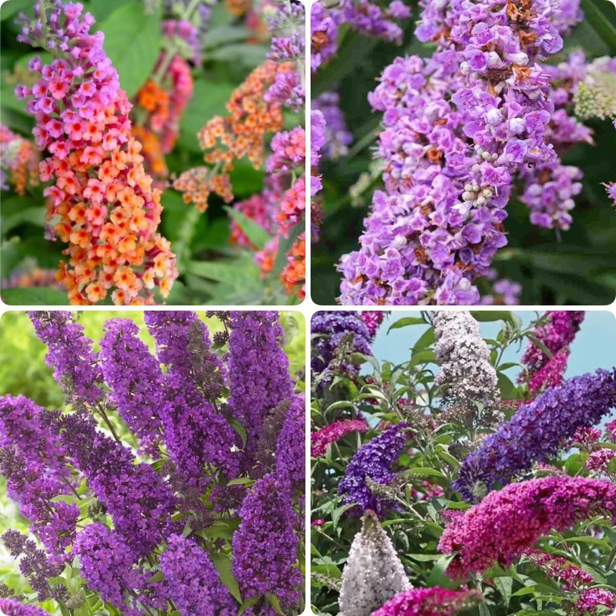BuggyBeds butterfly bush seeds in packaging for garden planning