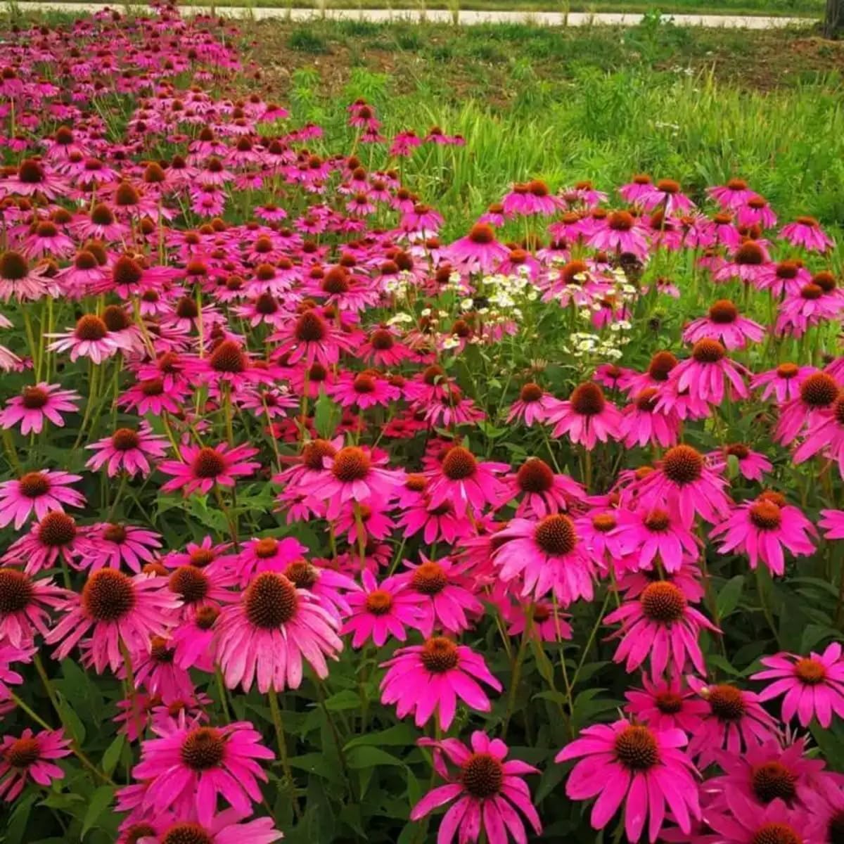 BuggyBeds attracts butterflies and bees for a lively pollinator garden