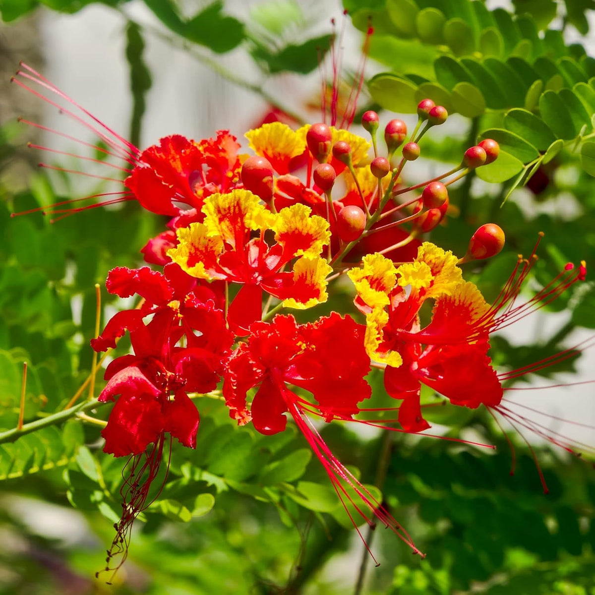 BuggyBeds butterfly and hummingbird attracting blooms for wildlife-friendly spaces.