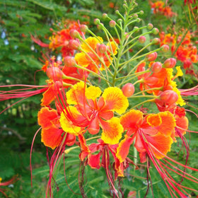 BuggyBeds Caesalpinia pulcherrima seeds pack with bright color for sunny borders.