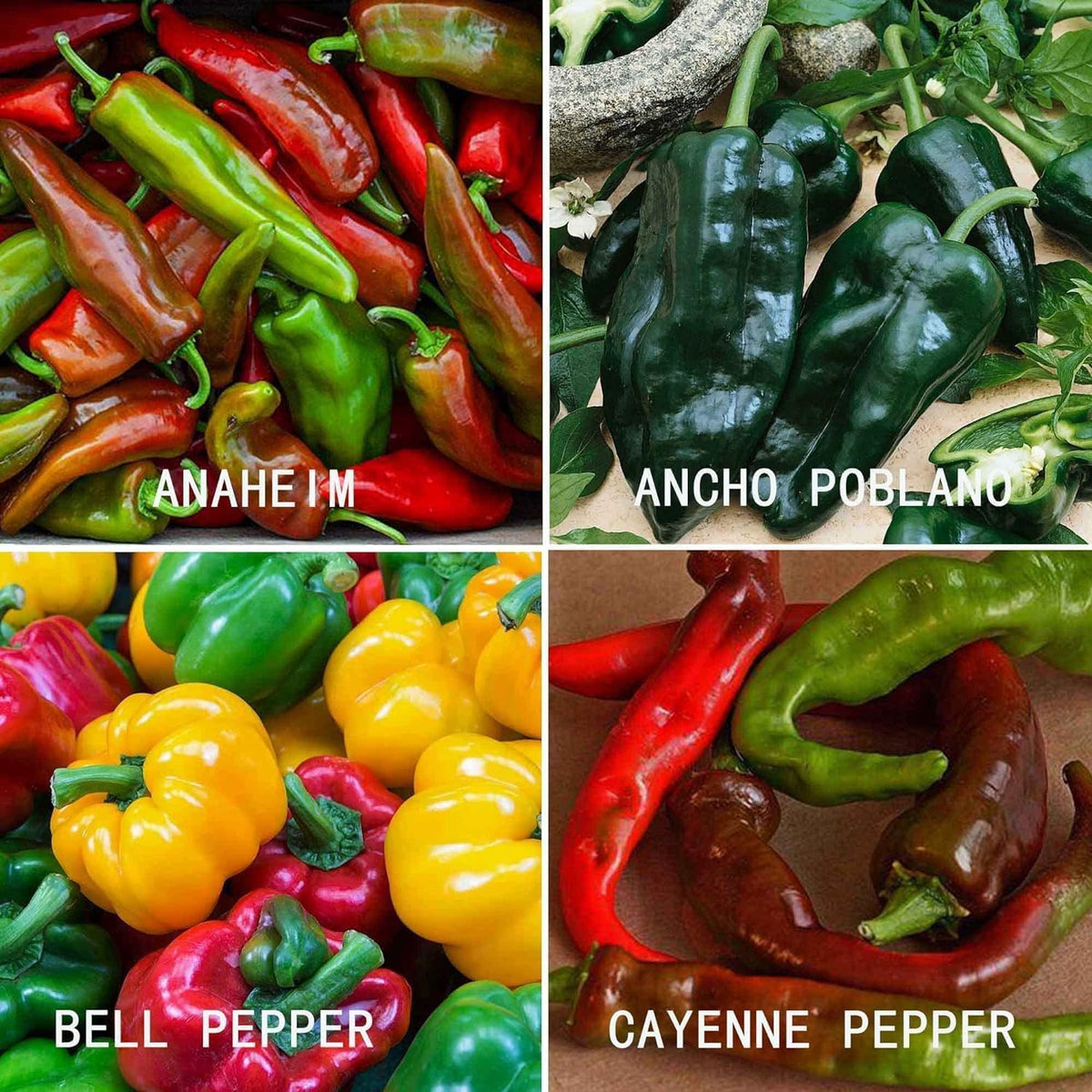 BuggyBeds cayenne seeds pack produces hot peppers for spicy sauces
