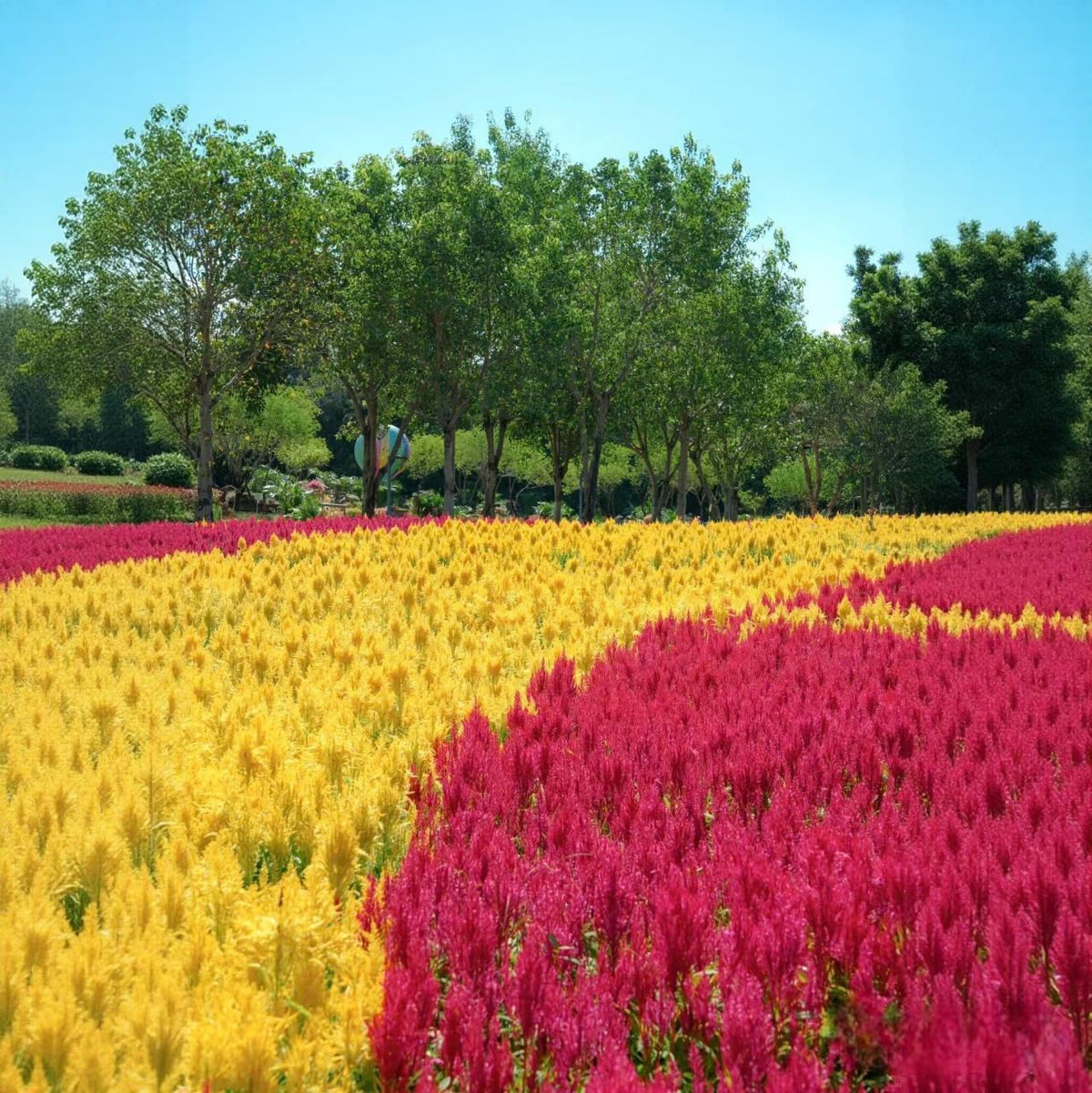 BuggyBeds Celosia in containers deliver dramatic height and texture.