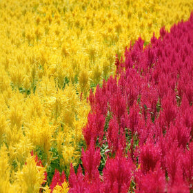 BuggyBeds Celosia plumes bloom for border displays with dramatic color.