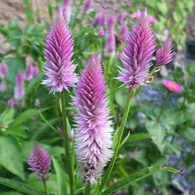 BuggyBeds Celosia Spicata feathery plumes add ornamental texture to borders
