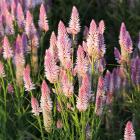 BuggyBeds Celosia Spicata Flamingo blooms brighten garden beds with pink feathery blooms