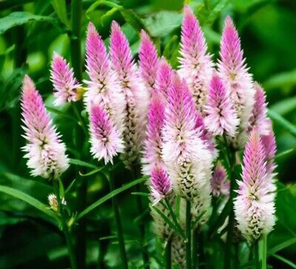 BuggyBeds Celosia Spicata seed bulk pack for easy garden coverage