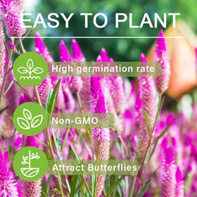 BuggyBeds Celosia Spicata tall pink spikes suit borders and containers