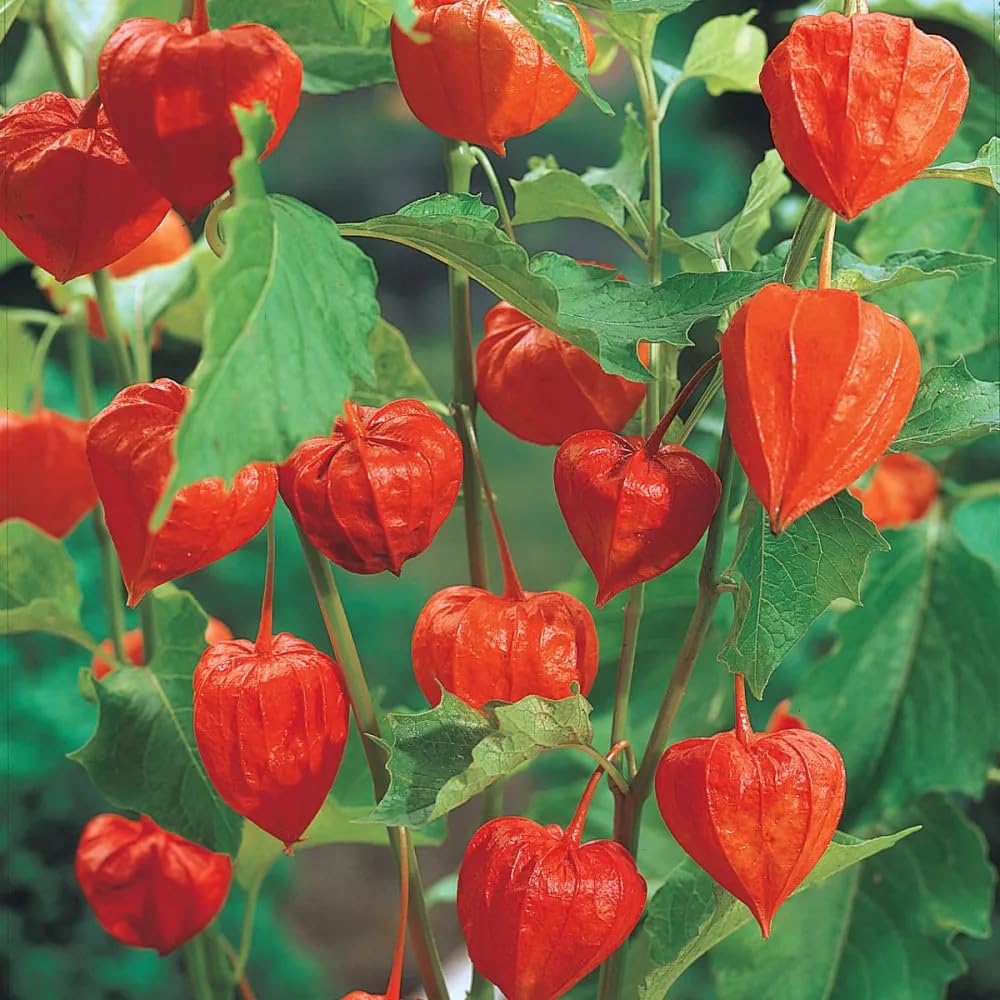 BuggyBeds Chinese Lantern Plant seeds pack adds bright color and supports pollinators.