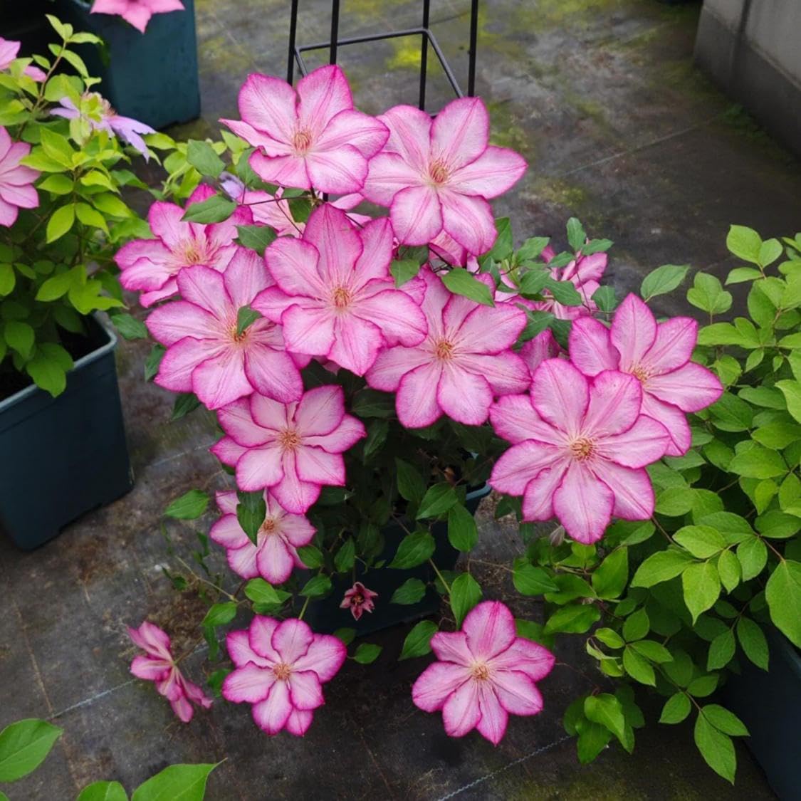 BuggyBeds Seeds suitable for borders and containers, boosting garden versatility.