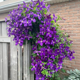 BuggyBeds Clematis seeds climbing vine perennial for year-round color on trellises.