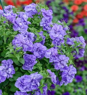 BuggyBeds climbing vine on trellis ideal for balcony or garden.