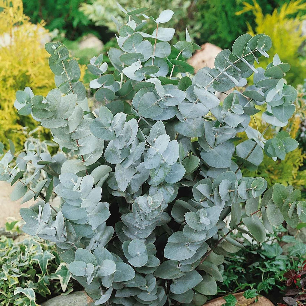 BuggyBeds cold-hardy eucalyptus seedling thriving in cooler climates.