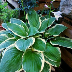 BuggyBeds Cold-Hardy Hosta Seeds display hardy perennials for winters