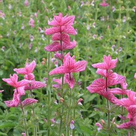 BuggyBeds cold-hardy perennial sage provides year-after-year greenery and fresh leaves