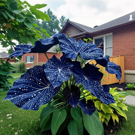 BuggyBeds cold-tolerant hosta varieties support gradual growth in cooler climates.