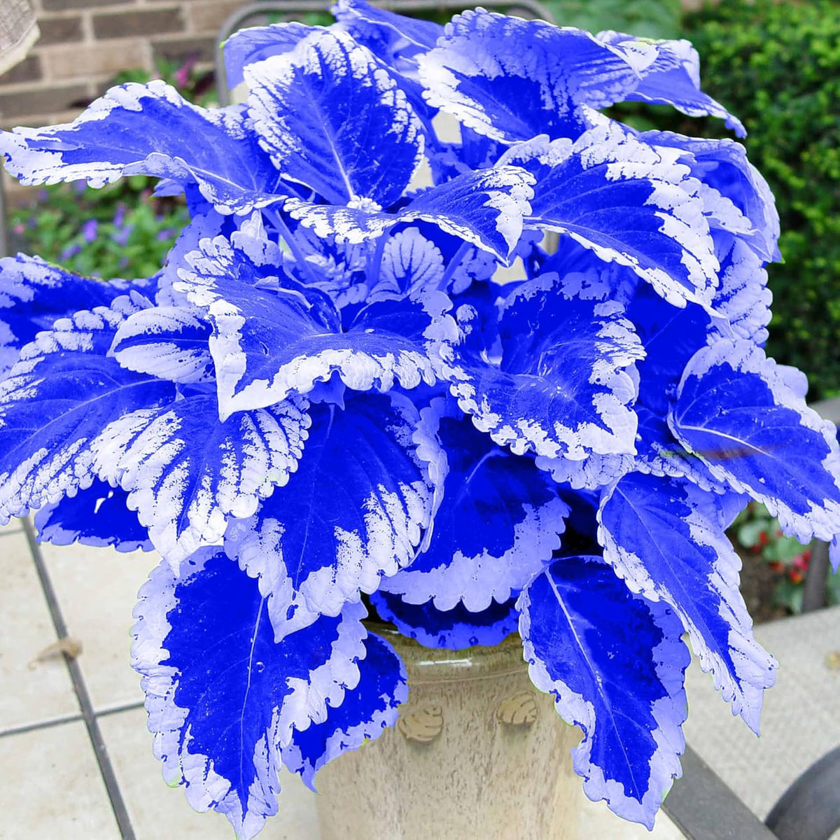 BuggyBeds colorful coleus leaves create a decorative focal point