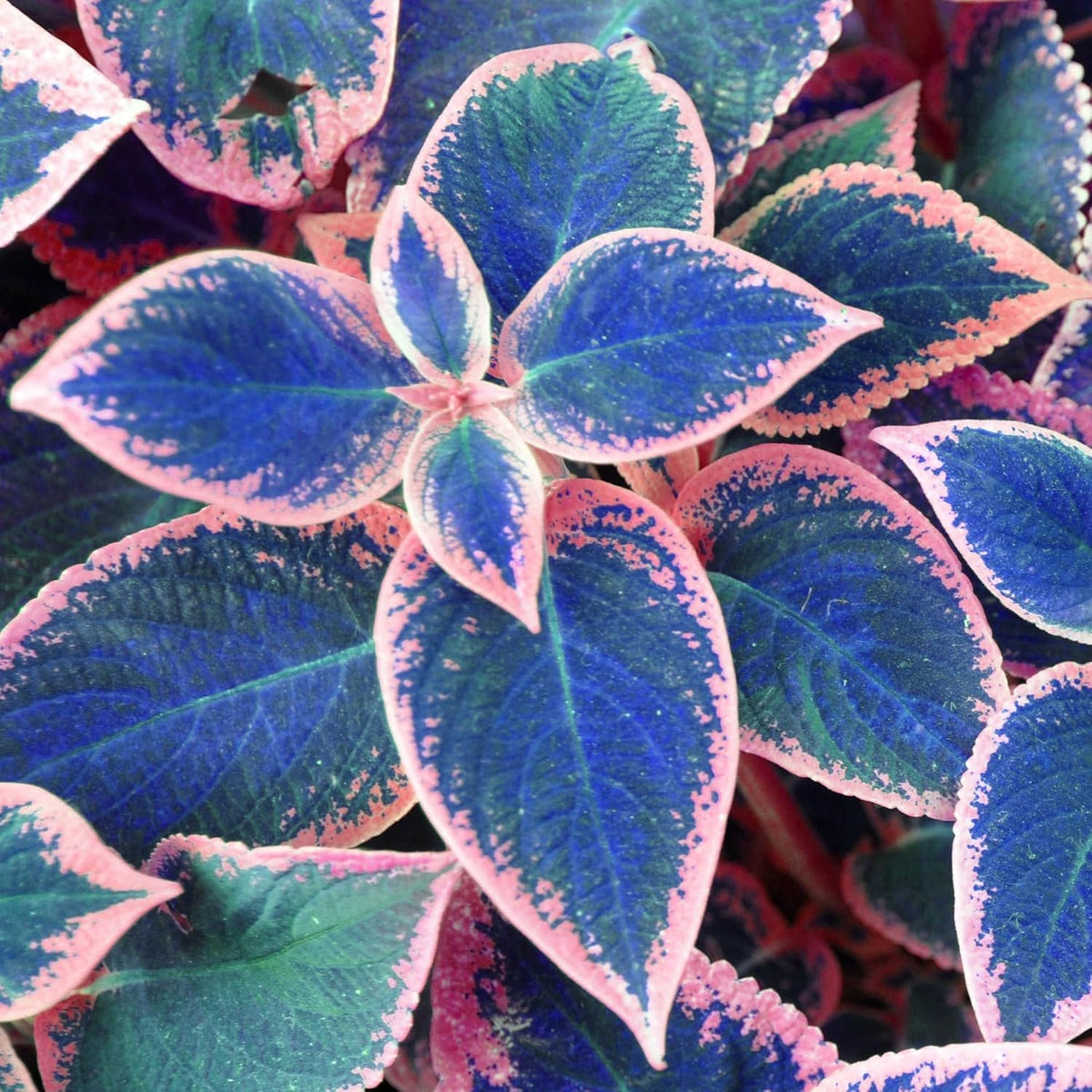 BuggyBeds coleus in a container adds shade-friendly color