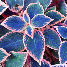 BuggyBeds coleus in a container adds shade-friendly color