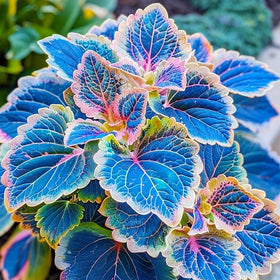 BuggyBeds shade-loving coleus thriving in a garden bed