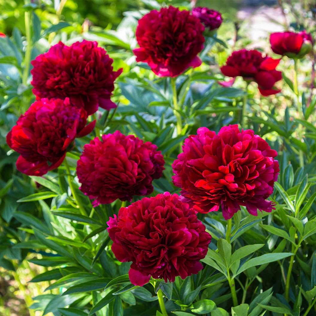 BuggyBeds colorful peony blooms brighten borders and garden beds.