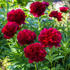 BuggyBeds colorful peony blooms brighten borders and garden beds.