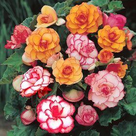 BuggyBeds container display begonia seeds ready for dramatic shade gardens