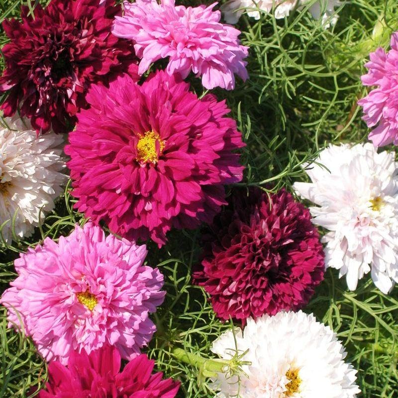 BuggyBeds Cosmos sturdy stems suit fresh cut flower arrangements.