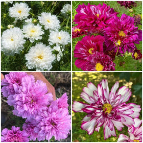 BuggyBeds Cosmos Double Click Mix seeds for a lush garden display.