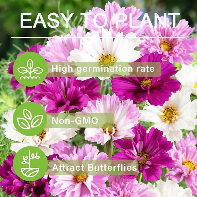 BuggyBeds Cosmos seeds are easy to direct sow after frost.