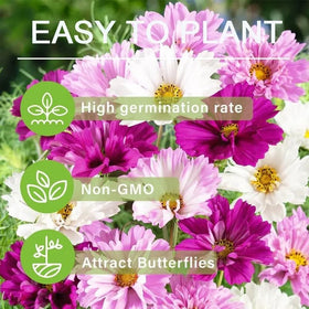 BuggyBeds Cosmos seeds are easy to direct sow after frost.