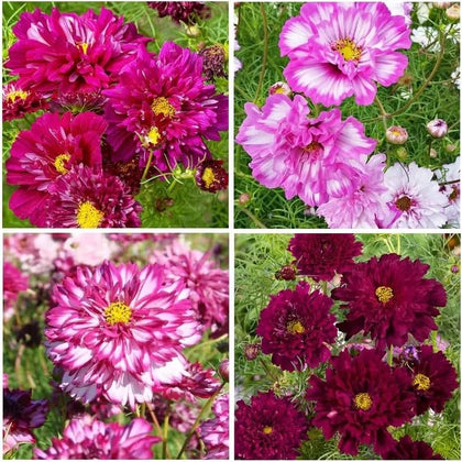 BuggyBeds Cosmos seeds with fully double blooms for borders and cutting gardens.