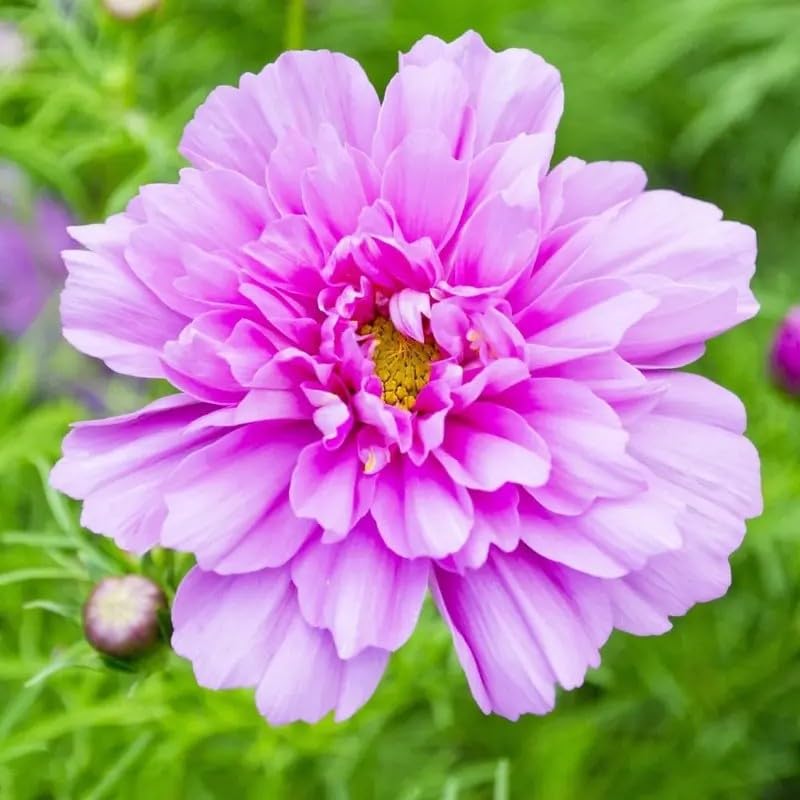 BuggyBeds Cosmos seeds offer mixed colors for continuous summer color.