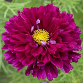 BuggyBeds Cosmos seeds grow tall to create an airy backdrop.