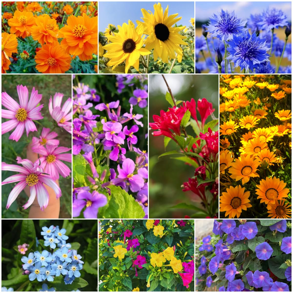 BuggyBeds cottage garden display seeds for colorful borders