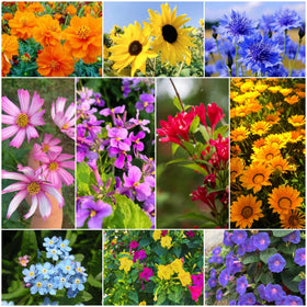 BuggyBeds cottage garden display seeds for colorful borders