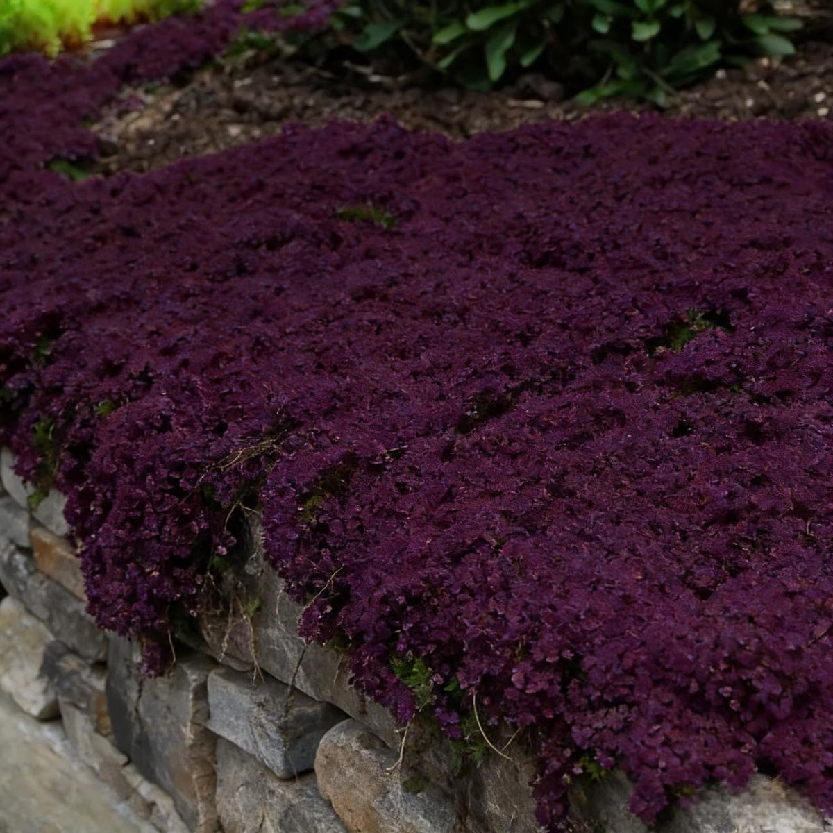 BuggyBeds creeping thyme bloom close-up with fragrant petals.