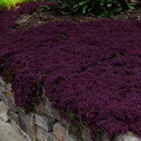 BuggyBeds creeping thyme bloom close-up with fragrant petals.