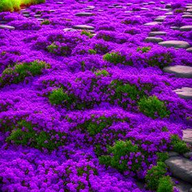 BuggyBeds drought-tolerant thyme thrives with minimal watering in sunny landscapes and rock gardens.