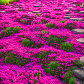 BuggyBeds creeping thyme ground cover in garden bed, forming a lush, low mat that reduces bare spots.
