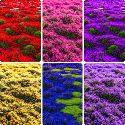 BuggyBeds creeping thyme seeds 21000 count packaging, ideal for starting robust ground cover in sunlit borders.